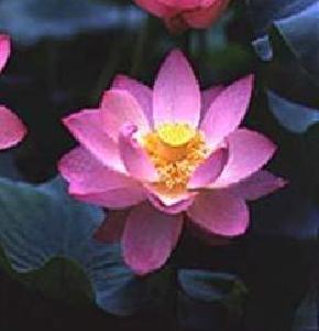 (img - lotus)