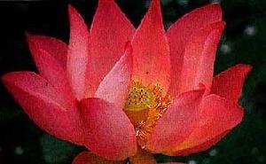 (img - lotus)