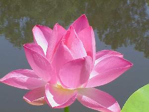 (img - lotus)