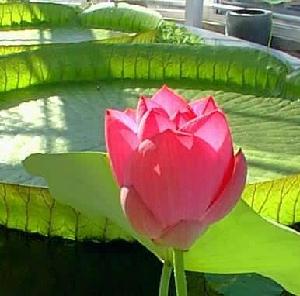 (img - lotus)
