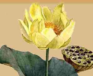 (img - lotus)