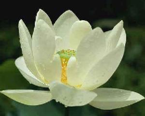 (img - lotus)