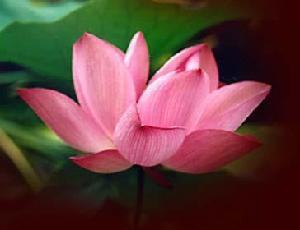 (img - lotus)
