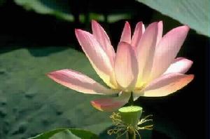 (img - lotus)