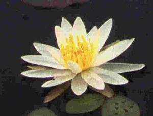 (img - lotus)