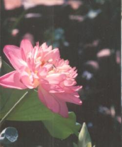 (img - lotus)