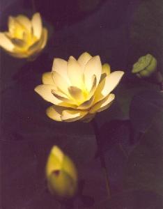 (img - lotus)