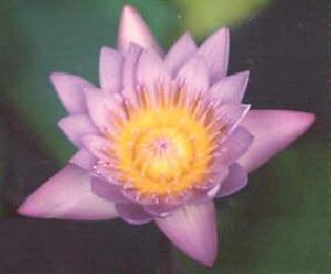 (img - lotus)