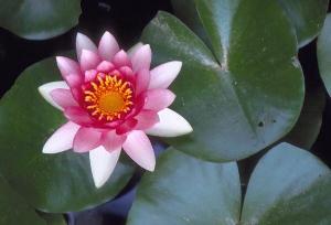 (img - lotus)