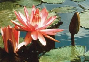 (img - lotus)