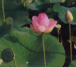(img - lotus)