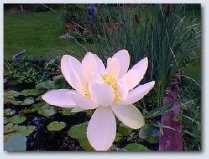(img - lotus)